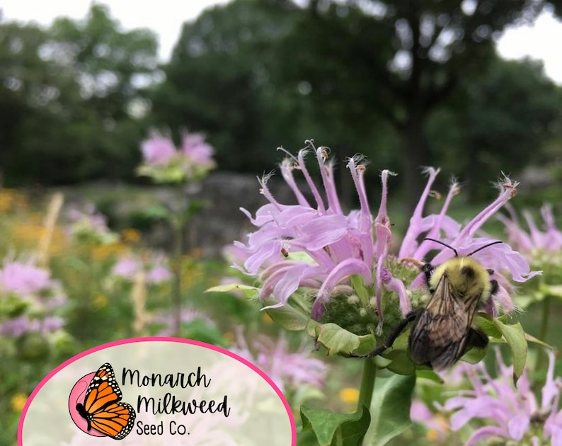 MonarchMilkweedSeeds Wild Bergamot Bee Balm Seeds - Thumbnail 5