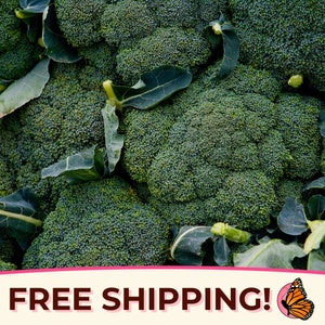 2500+ Broccoli Seeds &#39;Waltham 29&#39; | Non-GMO, Heirloom, Vegetable Gardening Seed for Planting or Microgreens, Brassica oleracea var. italica