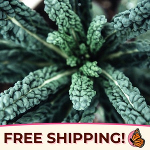 2000+ Kale Seeds &#39;Lacinato&#39; | Non-GMO, Heirloom, Vegetable Gardening Plant Seeds Packet, Brassica oleracea var. acephala, USA GROWN
