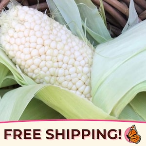 130+ White Sweet Corn Seeds &#39;Country Gentleman&#39; | Non-GMO, Heirloom, Open-Pollinated, Vegetable Gardening Seed, Zea mays, Maize, USA GROWN