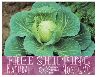 2000+ Cabbage Seeds 'Golden Acre' | Heirloom, Non-GMO, Vegetable Gardening Seed Packet for Planting, Brassica oleracea var capitata