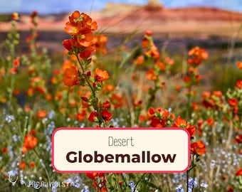 950+ Desert Globemallow Seeds | Native Wildflower for Pollinator Butterflies & Bees, Flower Gardening Plant Seed Packet, Sphaeralcea ambigua