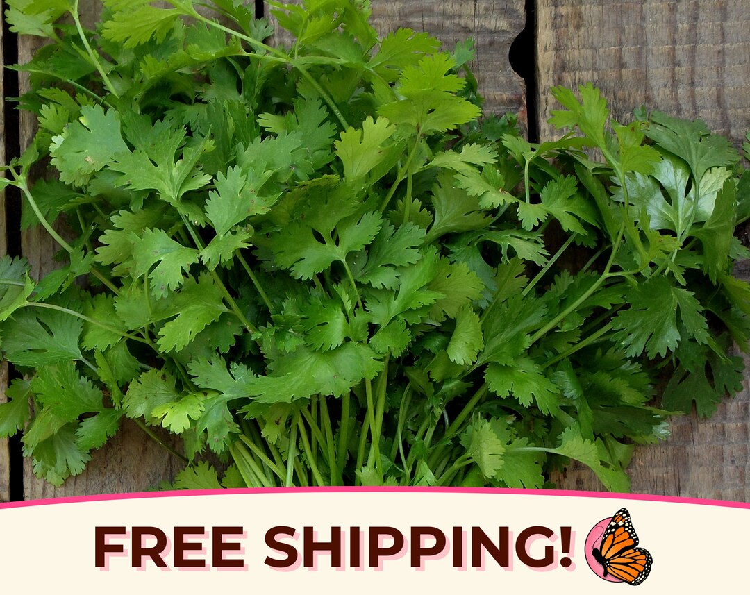 Maxboba 280 Cilantro Herb Seeds - Organic, Non-GMO, Heirloom - Slow Bolt - BOGO 50% Off