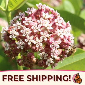425+ Common Milkweed Seeds | (Asclepias Syriaca) Native Perennial Wildflower Garden Plant Seed Packet for Pollinator Monarch Butterflies