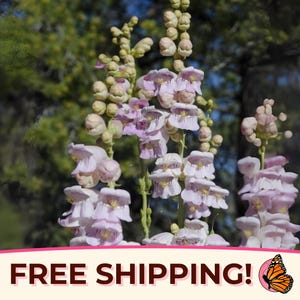 2100+ Palmer&#39;s Penstemon Seeds | Native Wildflower for Pollinator Butterflies & Bees, Flower Gardening Plant Seed Packet, Penstemon palmeri