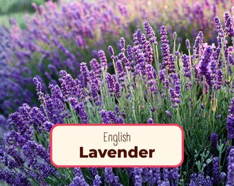 500+ English Lavender Seeds | Heirloom, NonGMO, Flower & Herb Gardening Seed Packet, Pollinator Plant for Butterfly, Lavandula angustifolia