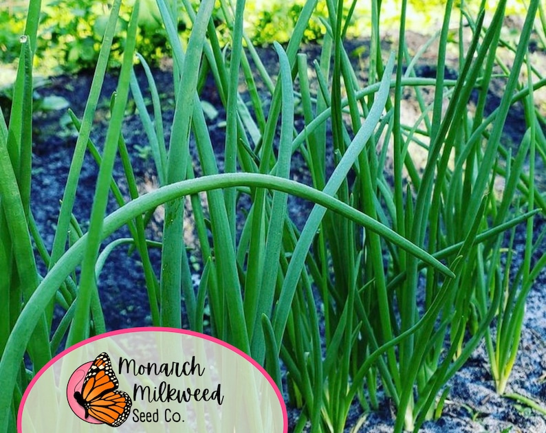 MonarchMilkweedSeeds Tokyo Long White Bunching Onion Seeds - Thumbnail 3