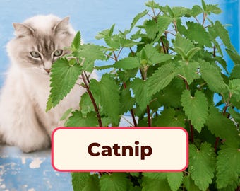 3800+ Catnip Seeds | Non-GMO, Heirloom, Herb Gardening Seed, Cat Plant, Catnip Toys, Gifts For Cats, Cat Lover, Nepeta cataria