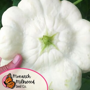 Pu&ograve; includere: Una grande zucca bianca a bordi ondulati con un centro verde. La zucca &egrave; tenuta in una mano. Il testo "Monarch Milkweed Seed Co." &egrave; visibile nell'angolo in basso a destra dell'immagine.