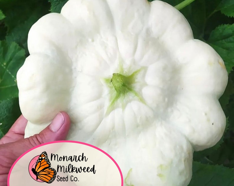 Pu&ograve; includere: Una grande zucca bianca a bordi ondulati con un centro verde. La zucca &egrave; tenuta in una mano. Il testo "Monarch Milkweed Seed Co." &egrave; visibile nell'angolo in basso a destra dell'immagine.