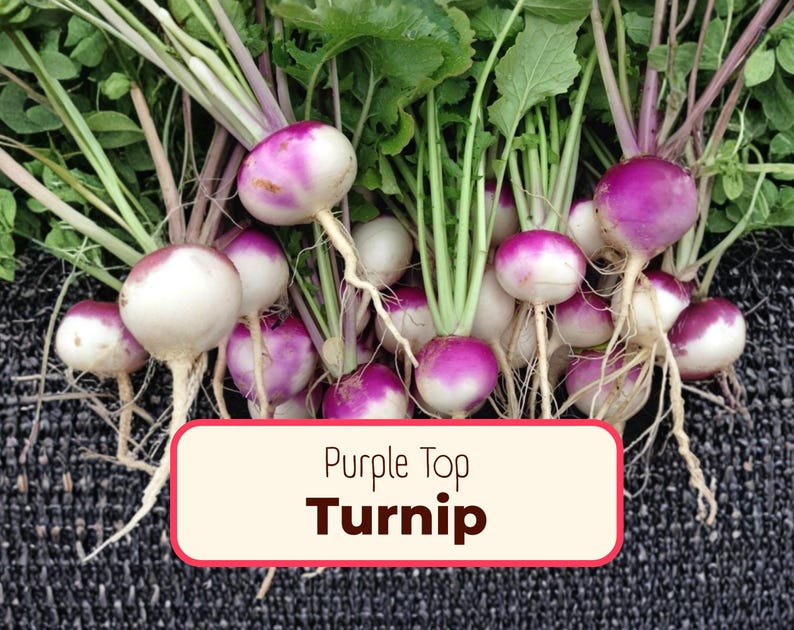 MonarchMilkweedSeeds Turnip Seeds - Thumbnail 4