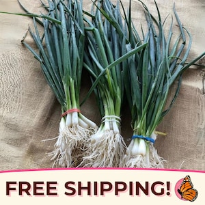 1300+ Bunching Onion Seeds &#39;Tokyo Long White&#39; | Non-GMO, Heirloom Vegetable Gardening Plant Seed Packet for Growing, Allium fistulosum