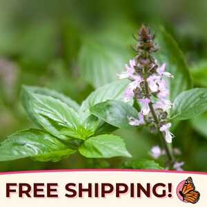 1300+ Cinnamon Basil Seeds | Heirloom, Non-GMO, Rare Herb Seed Packet for Planting or Container Gardening, Ocimum basilicum