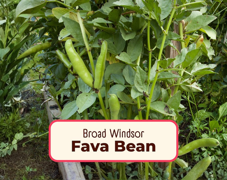 MonarchMilkweedSeeds Fava Bean Seeds Broad Windsor - Thumbnail 2