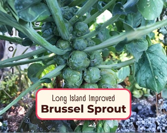 2700+ Brussel Sprouts 'Long Island' Seeds | Non-GMO, Heirloom, Vegetable Gardening Plant Seed Packet, Brassica oleracea var. gemmifera
