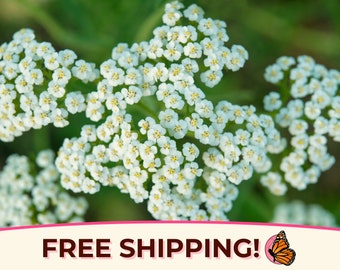 15800+ White Yarrow Seeds | Native Perennial Wildflower Pollinator Plant Seed for Bees, Butterflies & Flower Gardening, Achillea millefolium