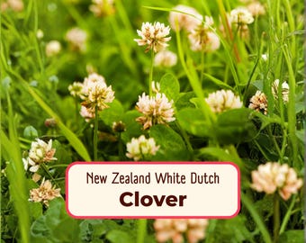 14100+ White Dutch Clover 'New Zealand' Seeds | Wildflower Gardening Seed Packet for Pollinator Bees, Butterflies, Ground Cover, Cover Crop