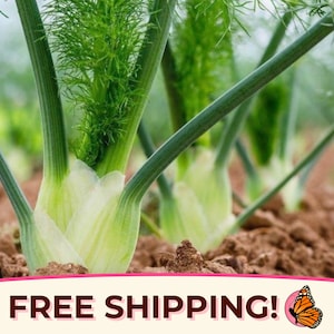 950+ Fennel Seeds &#39;Florence&#39; | Non-GMO, Heirloom Vegetable & Herb Gardening Plant Seeds, Farming, Fennel Tea, Foenniculum vulgare