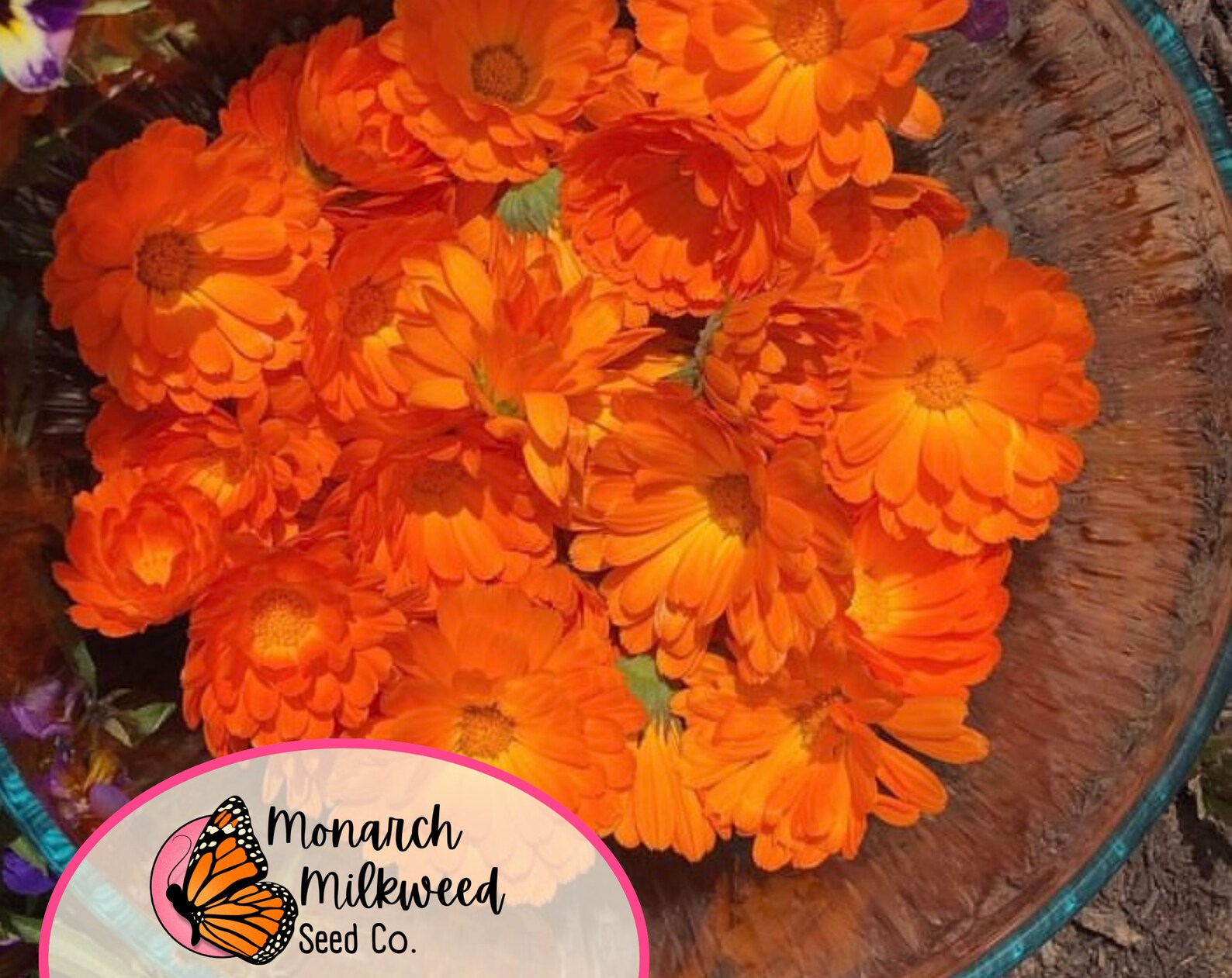 400+ Calendula Seeds | Annual Flower Gardening Seed Packet for ...