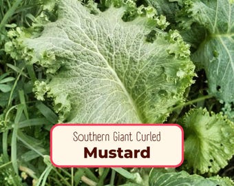 3700+ Mustard Seeds 'Southern Curled Giant' | Heirloom, NonGMO, Vegetable Garden Seed Packet for Growing Plants, Homestead, Brassica juncea