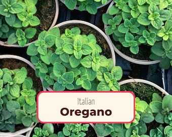 5250+ Oregano Seeds 'Italian' | Heirloom, Non-GMO, Culinary Herb Garden Plant Seed Packet for Homestead Farms, Origanum vulgare