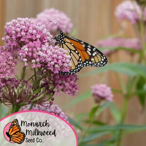 May include: A monarch butterfly with orange and black wings perched on a cluster of pink milkweed flowers. The flowers are in bloom and the butterfly is feeding on the nectar. The background is a blurred image of a wooden fence and green foliage. The image is labeled "Monarch Milkweed Seed Co."