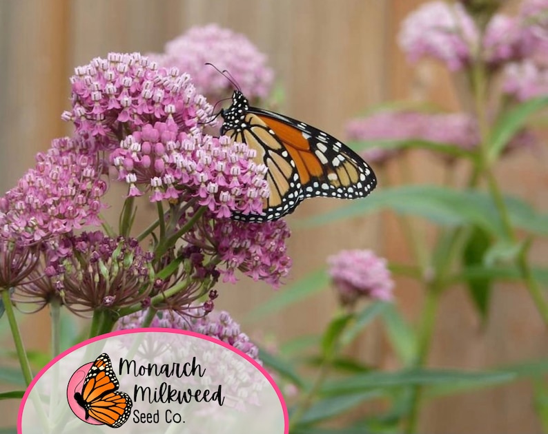 May include: A monarch butterfly with orange and black wings perched on a cluster of pink milkweed flowers. The flowers are in bloom and the butterfly is feeding on the nectar. The background is a blurred image of a wooden fence and green foliage. The image is labeled "Monarch Milkweed Seed Co."