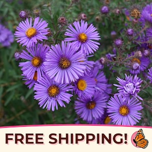 775+ New England Aster Seeds | Native Perennial Wildflower Seed Packet for Flower Gardens, Butterflies & Bees, Symphyotrichum novae-angliae