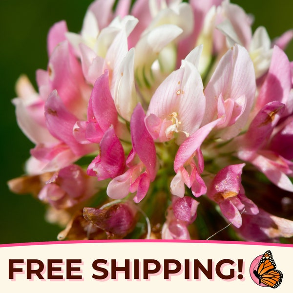12200+ Alsike Clover Flower Seeds | Pollinator Seed Packet for Bees & Butterflies, Pollinator Plant, Flower Seeds, Native Wildflower Seeds
