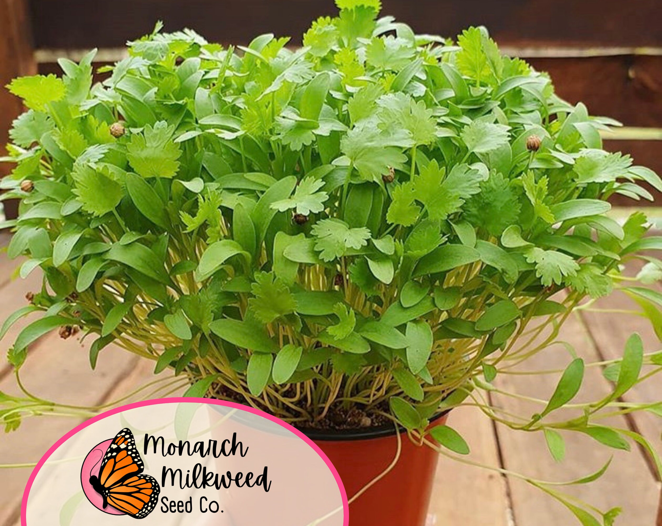 Seeds For Planting Vegetables Thyme Herb Garden Seeds - Common