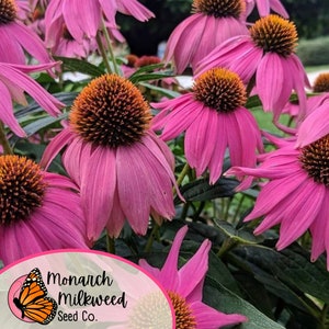 Op de afbeelding: Close-up van roze zonnehoeden met oranje centra. De bloemen staan in bloei en hebben een zachte, delicate uitstraling. De afbeelding bevat de tekst "Monarch Milkweed Seed Co."