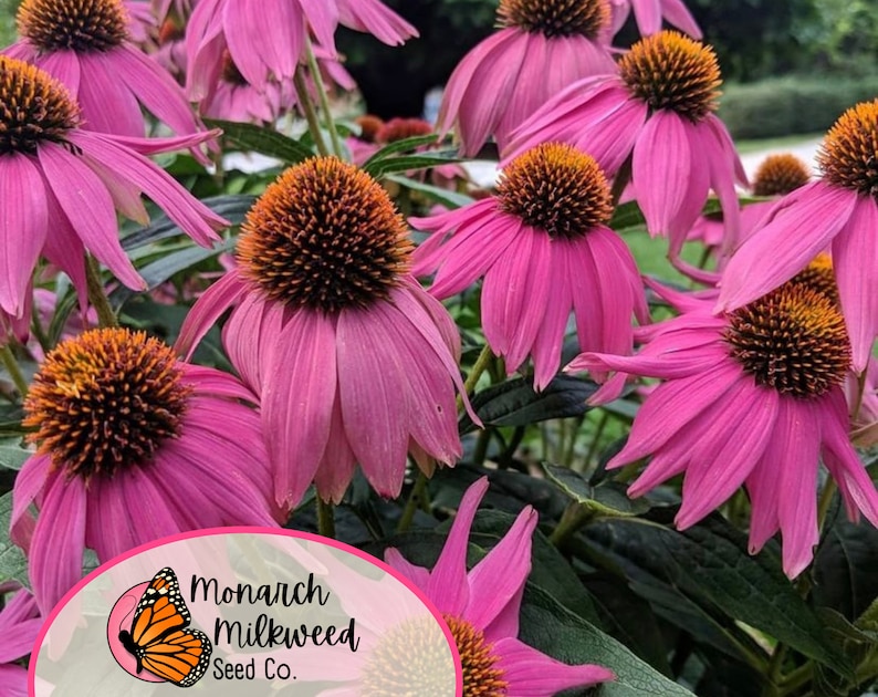 Op de afbeelding: Close-up van roze zonnehoeden met oranje centra. De bloemen staan in bloei en hebben een zachte, delicate uitstraling. De afbeelding bevat de tekst "Monarch Milkweed Seed Co."