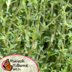 Op de afbeelding: Close-up van een patch groene tijm, een populair kruid dat wordt gebruikt in de keuken. De tijm groeit in een tuin of pot. De afbeelding bevat een logo voor Monarch Milkweed Seed Co.