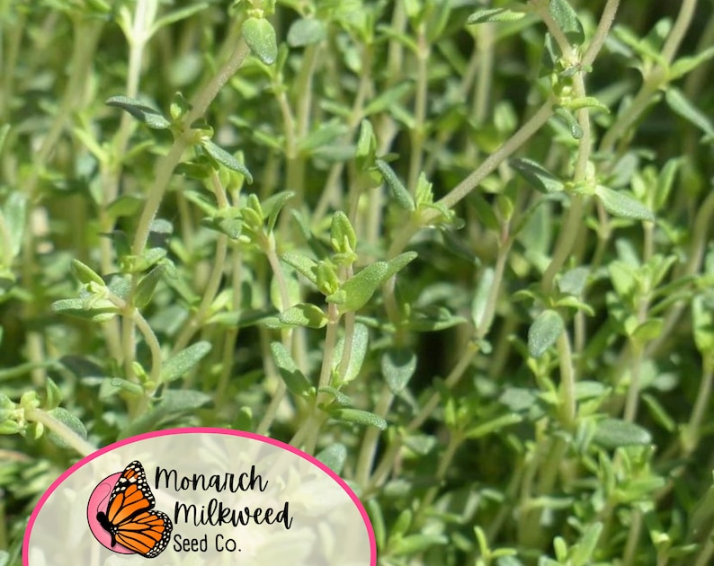 Op de afbeelding: Close-up van een patch groene tijm, een populair kruid dat wordt gebruikt in de keuken. De tijm groeit in een tuin of pot. De afbeelding bevat een logo voor Monarch Milkweed Seed Co.