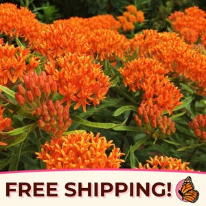 150+ Orange Butterfly Milkweed Seeds | (Asclepias tuberosa) Native Perennial Wildflower Garden Plant Seed for Pollinator Monarch Butterflies
