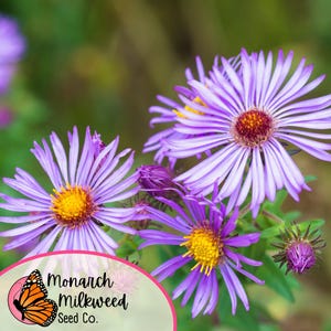 May include: Close-up of purple aster flowers with yellow centers. The flowers are in bloom and have a soft, delicate appearance. The background is a blurred green.