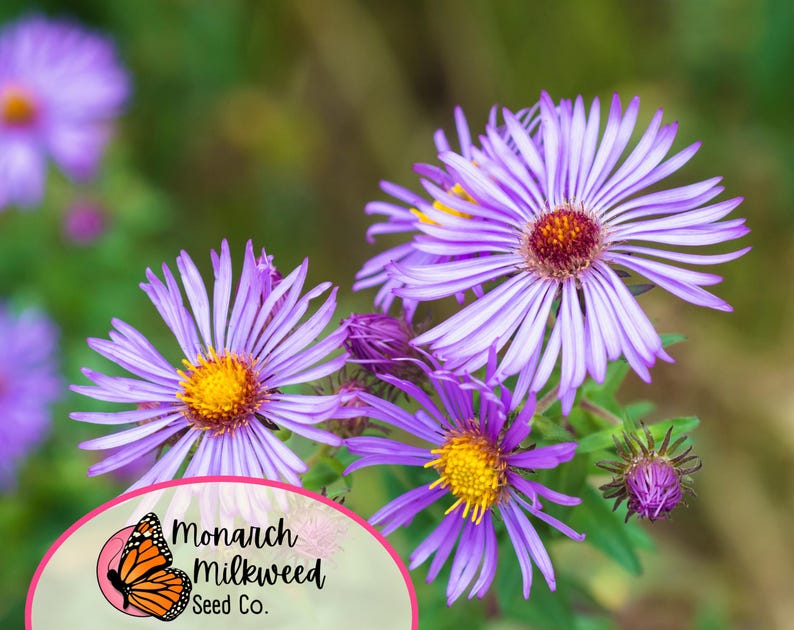 May include: Close-up of purple aster flowers with yellow centers. The flowers are in bloom and have a soft, delicate appearance. The background is a blurred green.