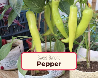 200+ Yellow Banana Pepper Seeds | Non-GMO, Heirloom Vegetable Gardening Seed Packet for Canning, Pickling, Homesteading, Capsicum annuum
