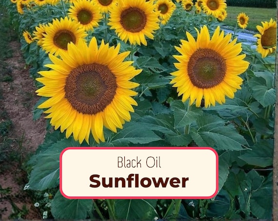 250+ Sunflower Seeds 'black Oil' | Non-gmo, Heirloom, Flower Gardening Seeds  for Pollinator Bees & Butterflies, Helianthus Annuus - Etsy