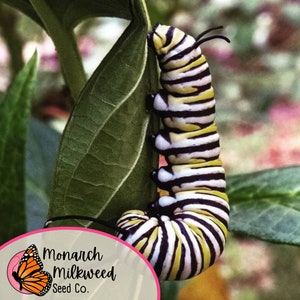 May include: A black, white, and yellow monarch caterpillar crawls on a green leaf. The caterpillar is in the larval stage of the monarch butterfly. The caterpillar is about to form a chrysalis.