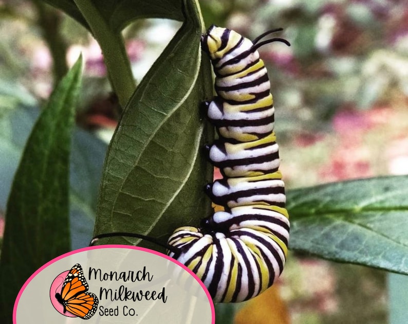 May include: A black, white, and yellow monarch caterpillar crawls on a green leaf. The caterpillar is in the larval stage of the monarch butterfly. The caterpillar is about to form a chrysalis.
