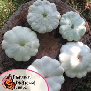 Pu&ograve; includere: Cinque zucche patty pan bianche disposte in cerchio su un ceppo d'albero. Le zucche sono tutte pi&ugrave; o meno della stessa dimensione e hanno una consistenza leggermente irregolare.