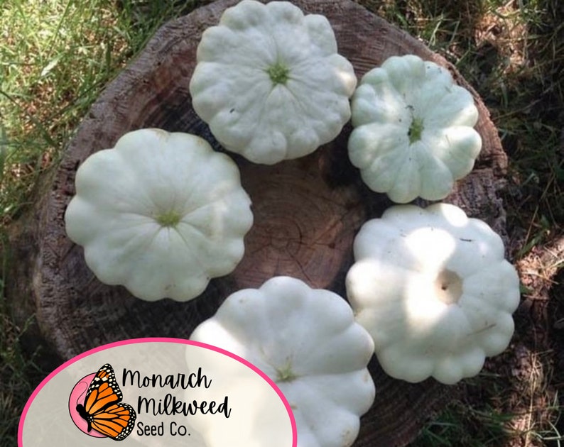 Pu&ograve; includere: Cinque zucche patty pan bianche disposte in cerchio su un ceppo d'albero. Le zucche sono tutte pi&ugrave; o meno della stessa dimensione e hanno una consistenza leggermente irregolare.