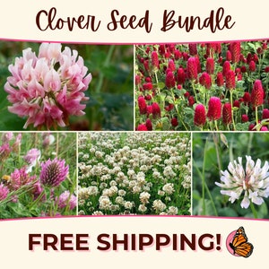 CLOVER SEED BUNDLE | Five Unique Clover Seed Packets | Native Wildflower Gardening Plant Seed Packets for Pollinators, Butterfly & Bees