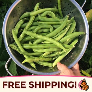 25+ Bush Bean Seeds &#39;Roma II&#39; | Non-GMO, Heirloom, Vegetable Gardening Seed Packet for Planting, Growing, Homesteading, Phaseolus vulgaris