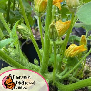 Pu&ograve; includere: Primo piano di una pianta di zucca verde con diversi fiori gialli. La pianta sta crescendo in un vaso e ha un'etichetta che recita "Monarch Milkweed Seed Co."