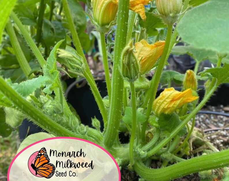 Pu&ograve; includere: Primo piano di una pianta di zucca verde con diversi fiori gialli. La pianta sta crescendo in un vaso e ha un'etichetta che recita "Monarch Milkweed Seed Co."