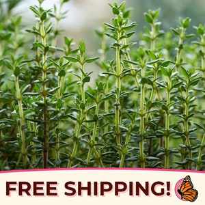 4400+ Thyme Seeds | Non-GMO, Heirloom, Herb Garden Plant Seed Packet for Planting, Homestead Container Herb Garden for Kids, Thymus vulgaris