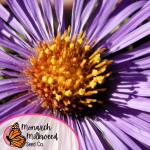 May include: Close-up of a purple flower with a yellow center. The flower has many petals and is in focus. The background is blurred.