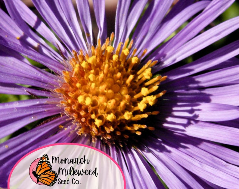 May include: Close-up of a purple flower with a yellow center. The flower has many petals and is in focus. The background is blurred.